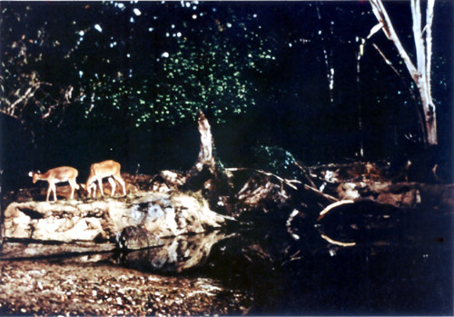 &lsquo;Night Safari&rsquo; barasingha