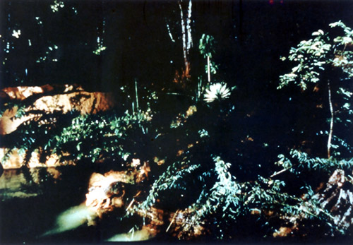 &lsquo;Night Safari&rsquo; jackal